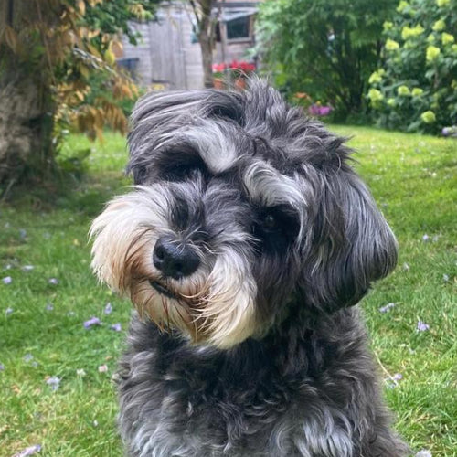Marguerite